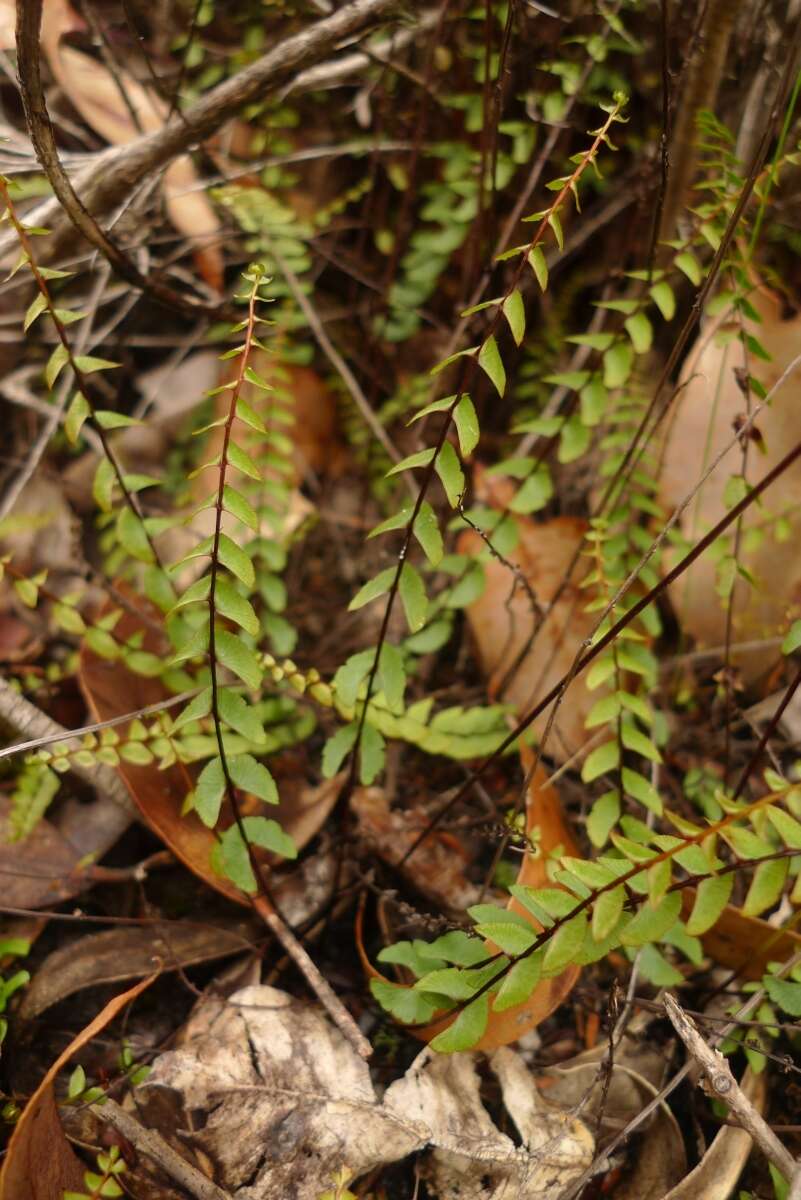 Image of Lindsaea linearis Sw.