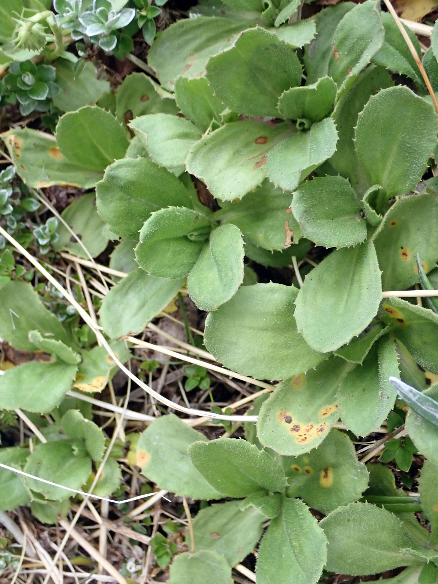 Plancia ëd Celmisia glandulosa var. latifolia Cockayne