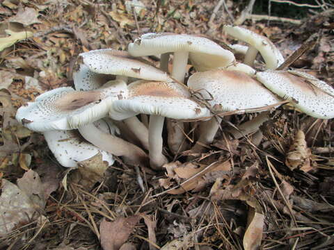 Image of Leucoagaricus americanus (Peck) Vellinga 2000