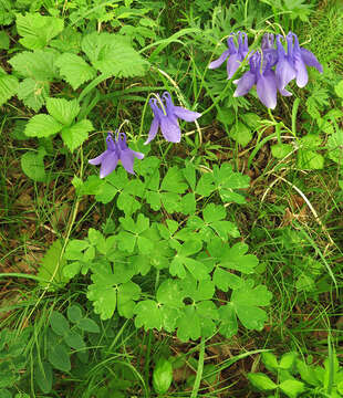 Aquilegia sibirica Lam. resmi