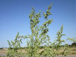 Imagem de Chenopodium album L.