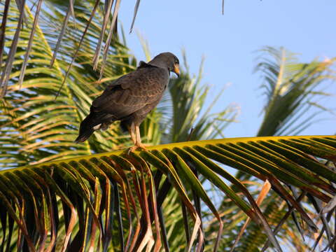 Image of Cuban Black Hawk