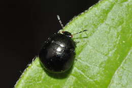 Image of Coptosoma scutellatum (Geoffroy 1785)