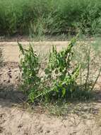 Image of redroot amaranth