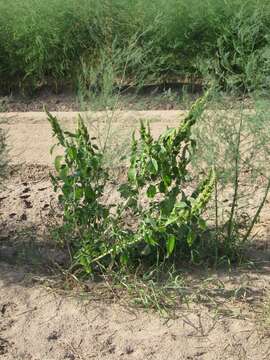 Image of redroot amaranth