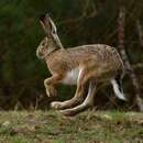 Imagem de Lepus castroviejoi Palacios 1977