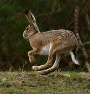 Image of Broom Hare