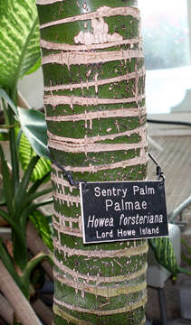 Image of Kentia Palm