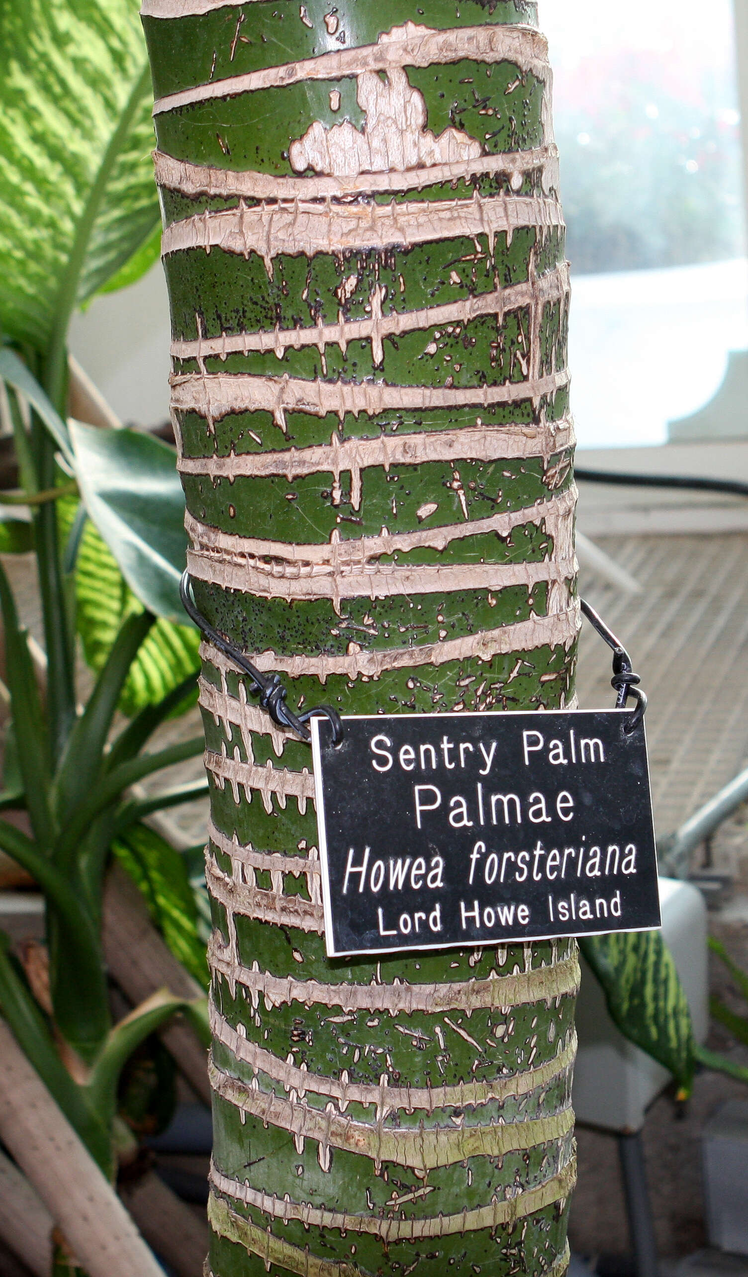 Image of Kentia Palm