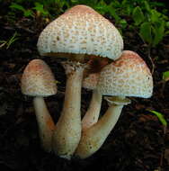 Image of Leucoagaricus americanus (Peck) Vellinga 2000