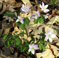 Image of Rue-Anemone