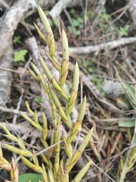 Tillandsia cucaensis Wittm.的圖片