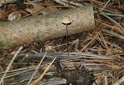 Imagem de Conocybe velutipes (Velen.) Hauskn. & Svrček 1999