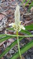 Image of Alpinia oxymitra K. Schum.