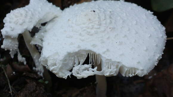 Image of Leucocoprinus cretaceus (Bull.) Locq. 1945