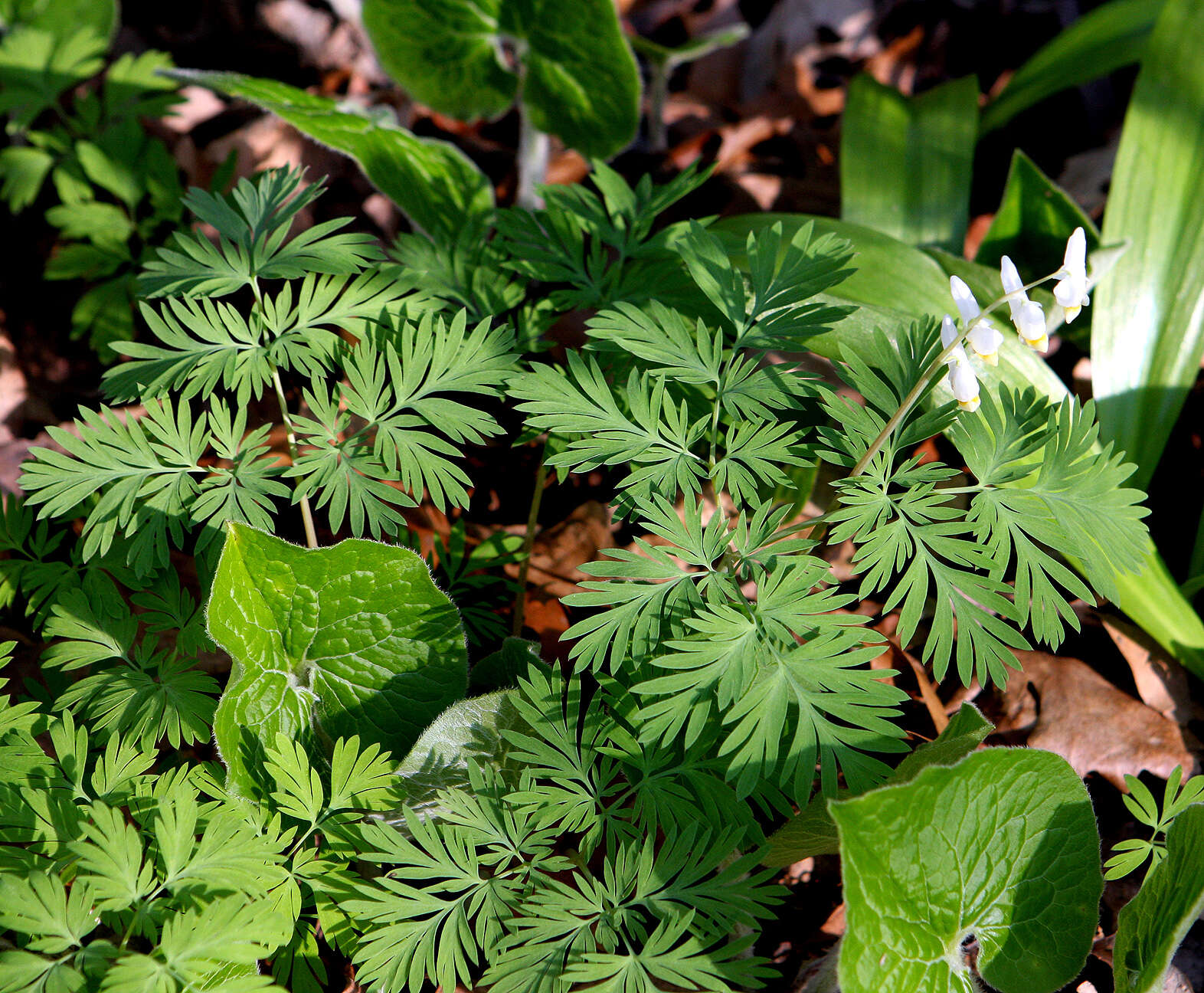 Image of dutchman's breeches