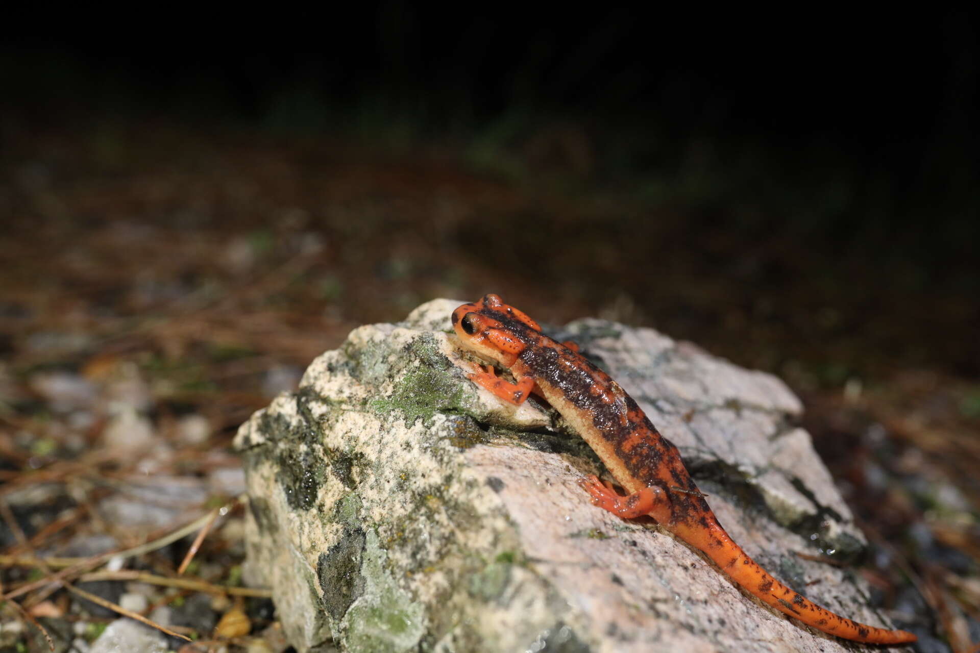 Image de Lyciasalamandra fazilae (Basoglu & Atatür 1975)