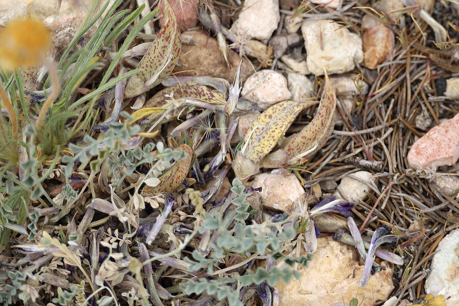 صورة Astragalus amphioxys var. vespertinus (Sheldon) M. E. Jones