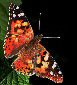 Plancia ëd Vanessa cardui