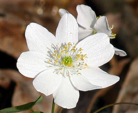 Image of Rue-Anemone