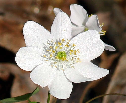 Image of Rue-Anemone