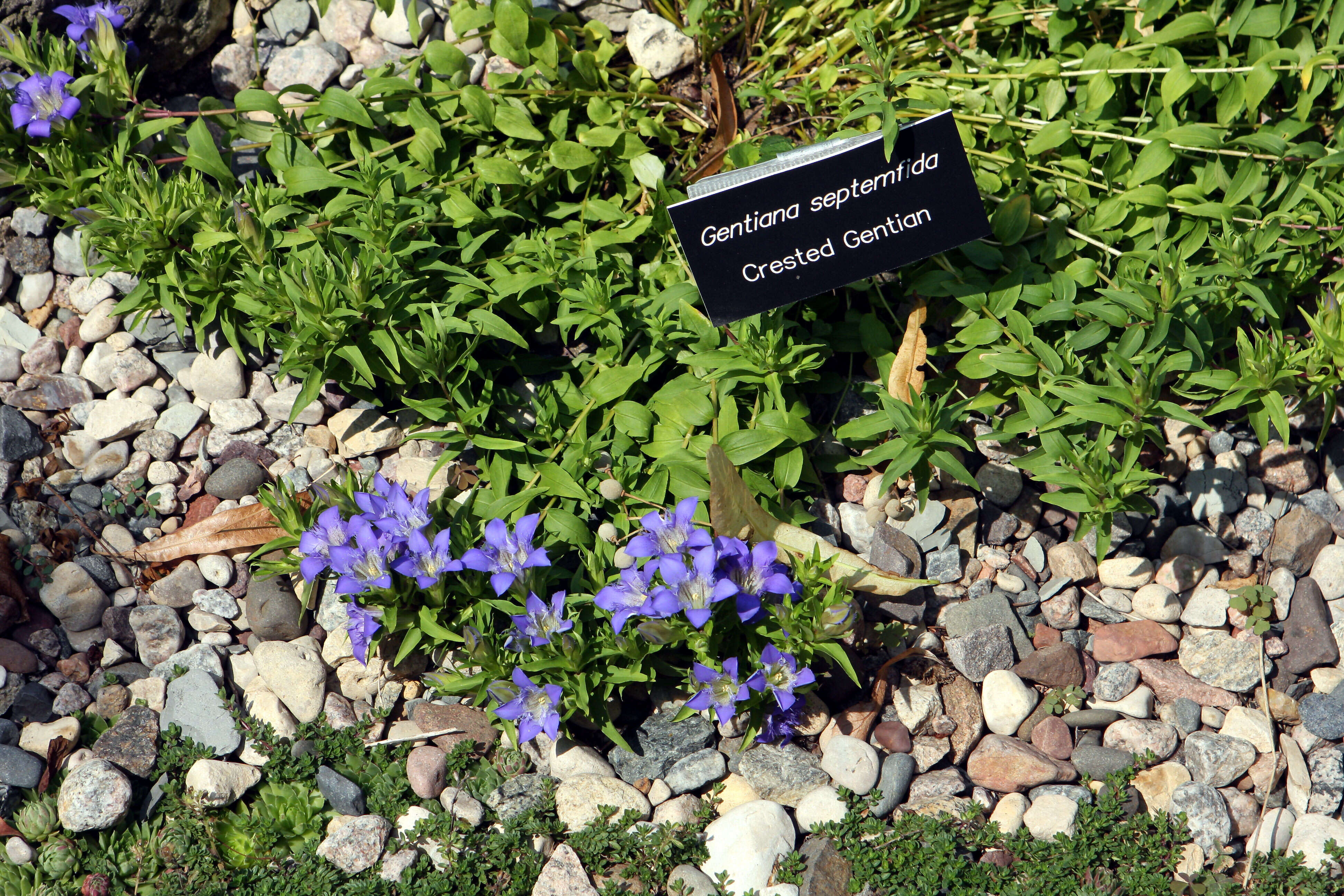 Image of crested gentian