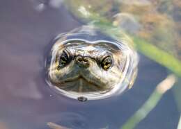 Image of Cuban slider