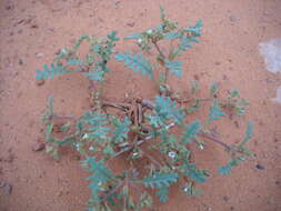 Phacelia ivesiana Torr. resmi