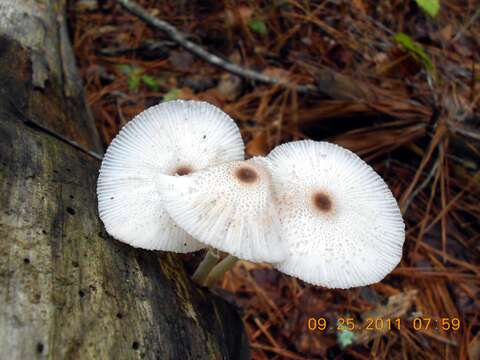 Image of Leucocoprinus brebissonii (Godey) Locq. 1943