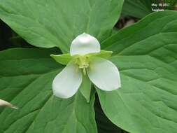 Image of Trillium camschatcense Ker Gawl.