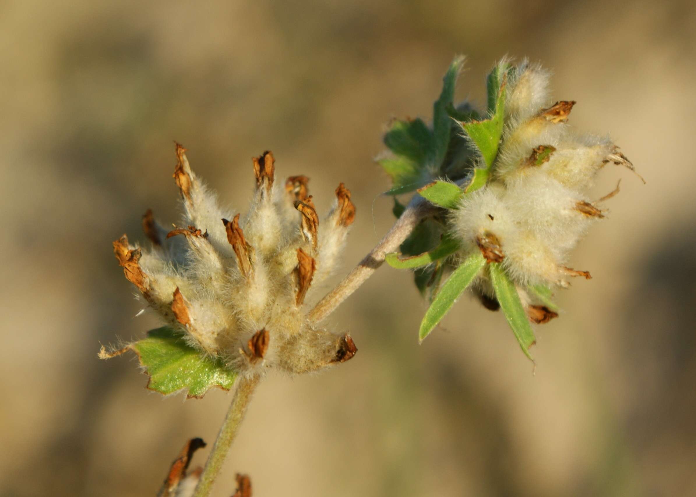 Слика од Anthyllis vulneraria L.