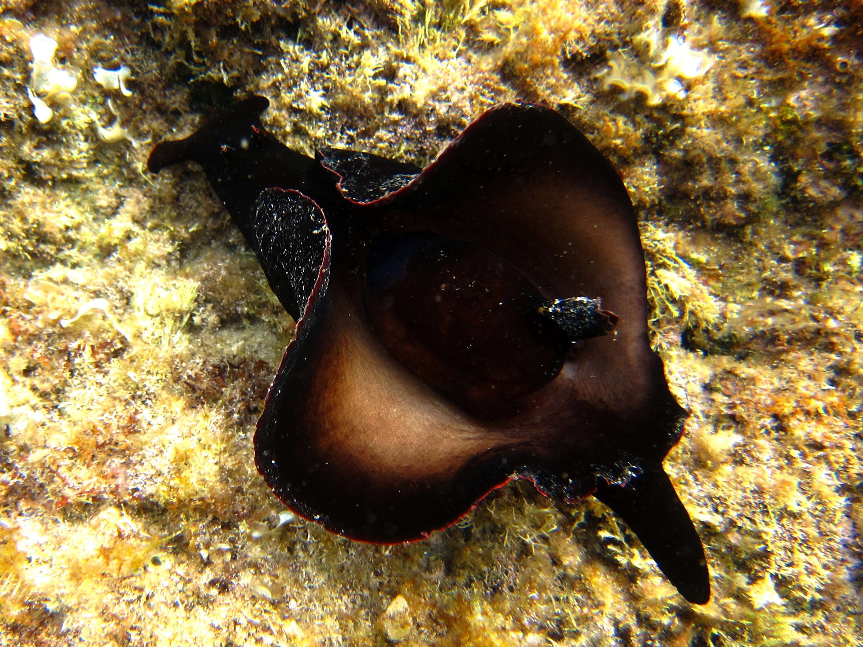 Image of banded sea hare