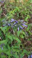 Imagem de Phlox divaricata subsp. laphamii (Alph. Wood) Wherry