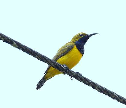 Image of Olive-backed Sunbird