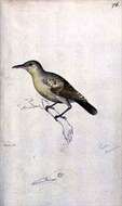 صورة Acrocephalus longirostris (Gmelin & JF 1789)