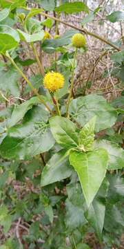 Image of Podanthus ovatifolius Lag.