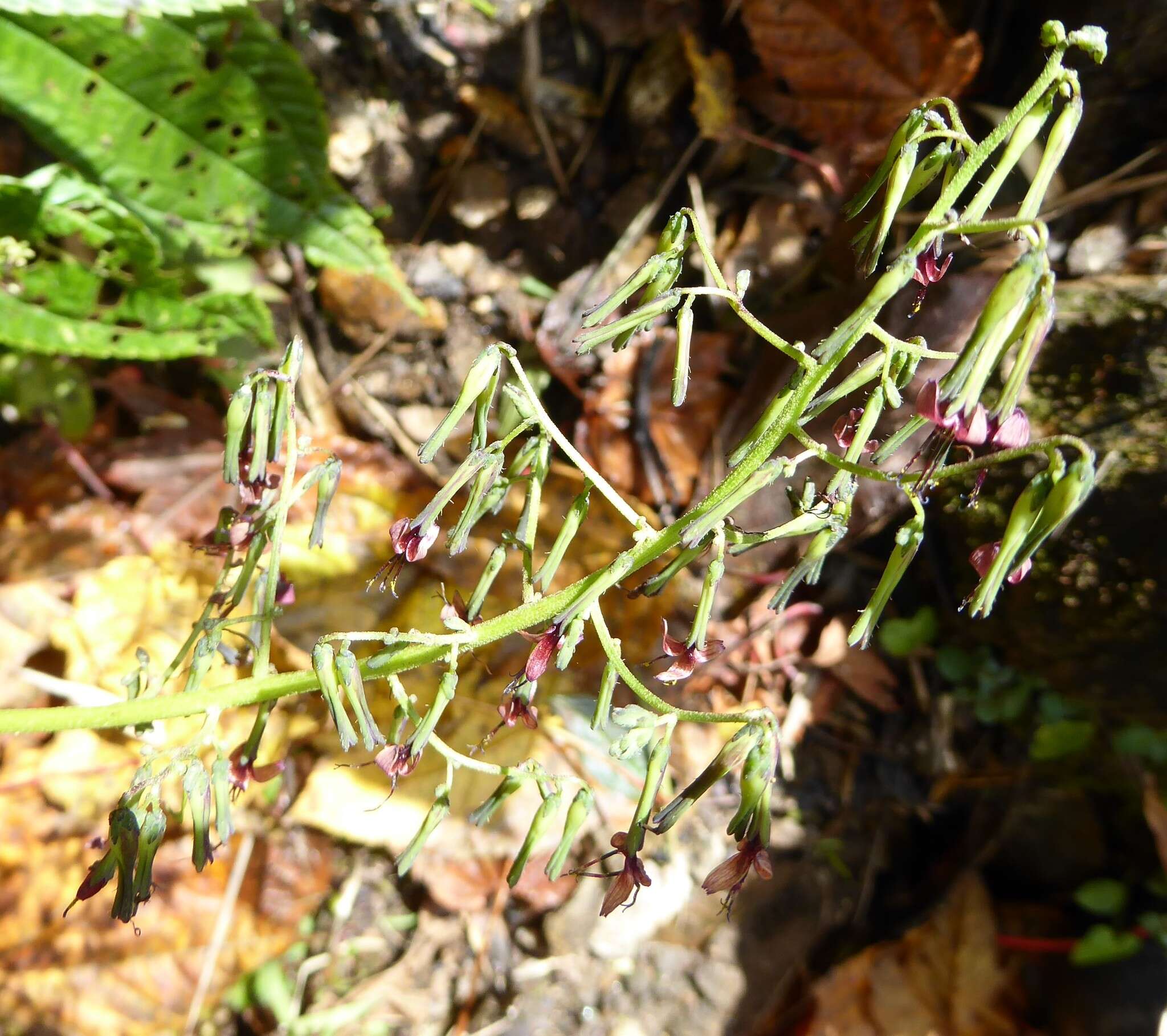 Image of Melanoseris graciliflora (DC.) N. Kilian