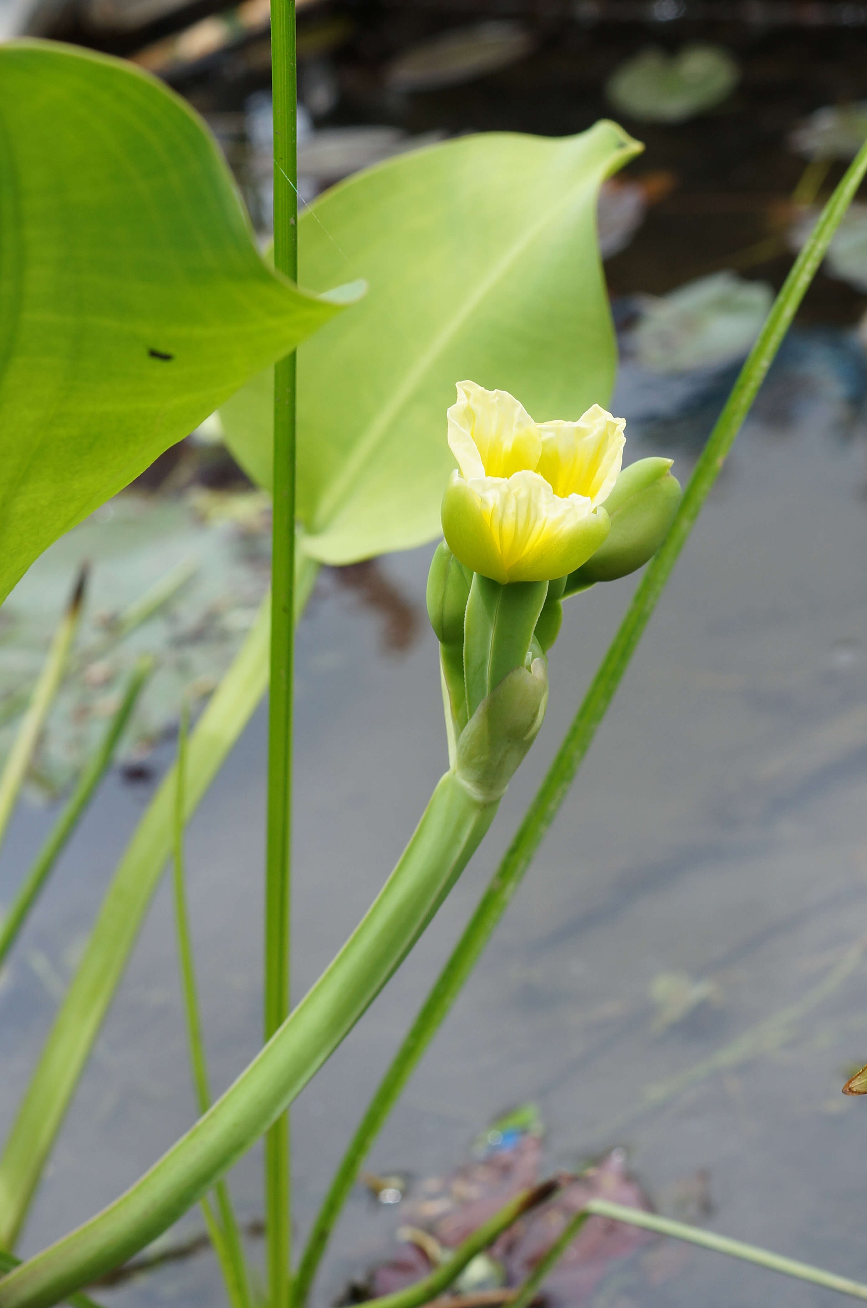 Image of velvetleaf