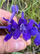 Image of slim larkspur