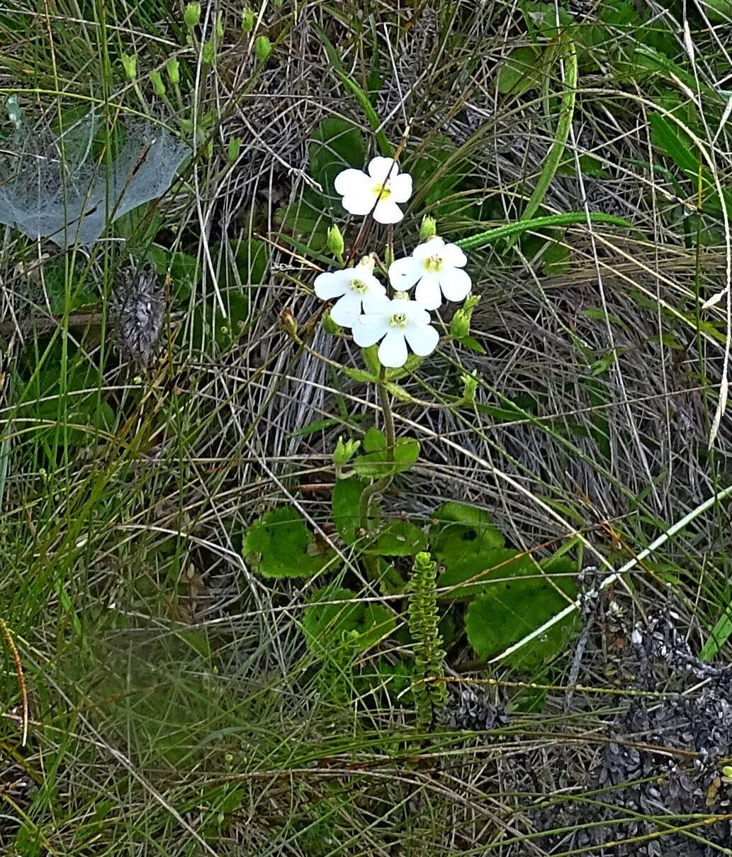 Imagem de Ourisia macrophylla subsp. lactea (L. B. Moore) Meudt