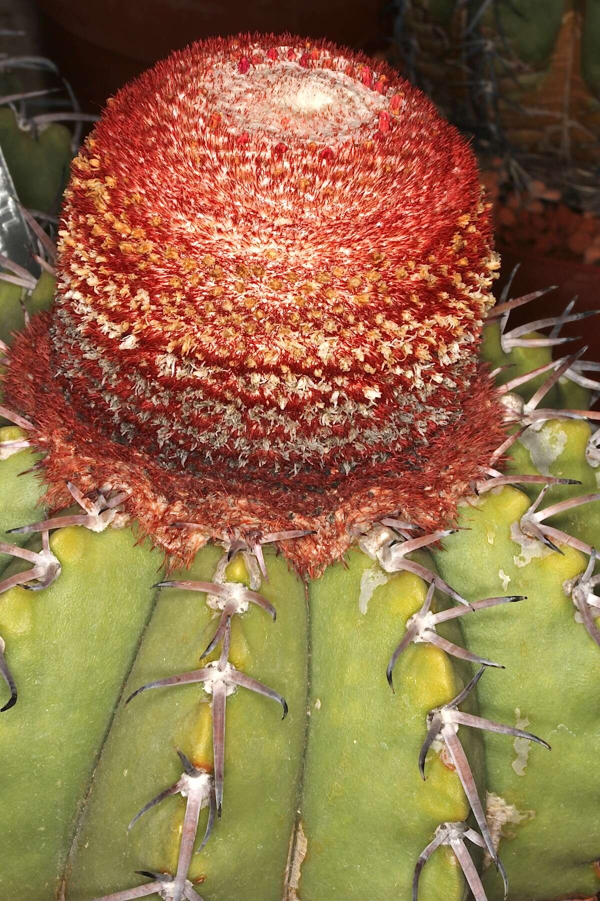 Image of Few-spined Turk's-cap Cactus