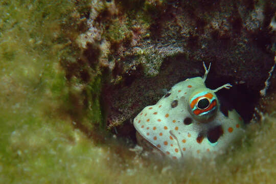 Image of Orange-spotted Blenny