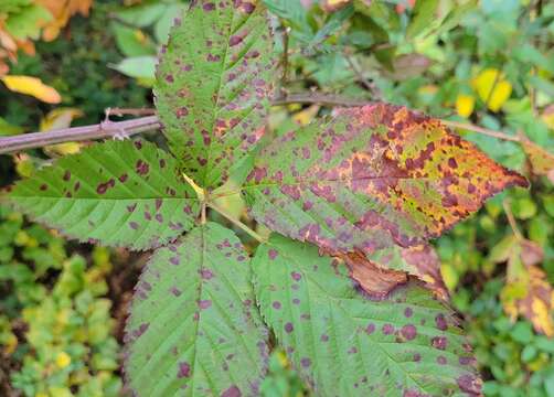 Image of Sphaerulina westendorpii (Westend.) Verkley, Quaedvl. & Crous 2013