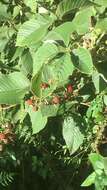 Image de Rubus urticifolius Poir.