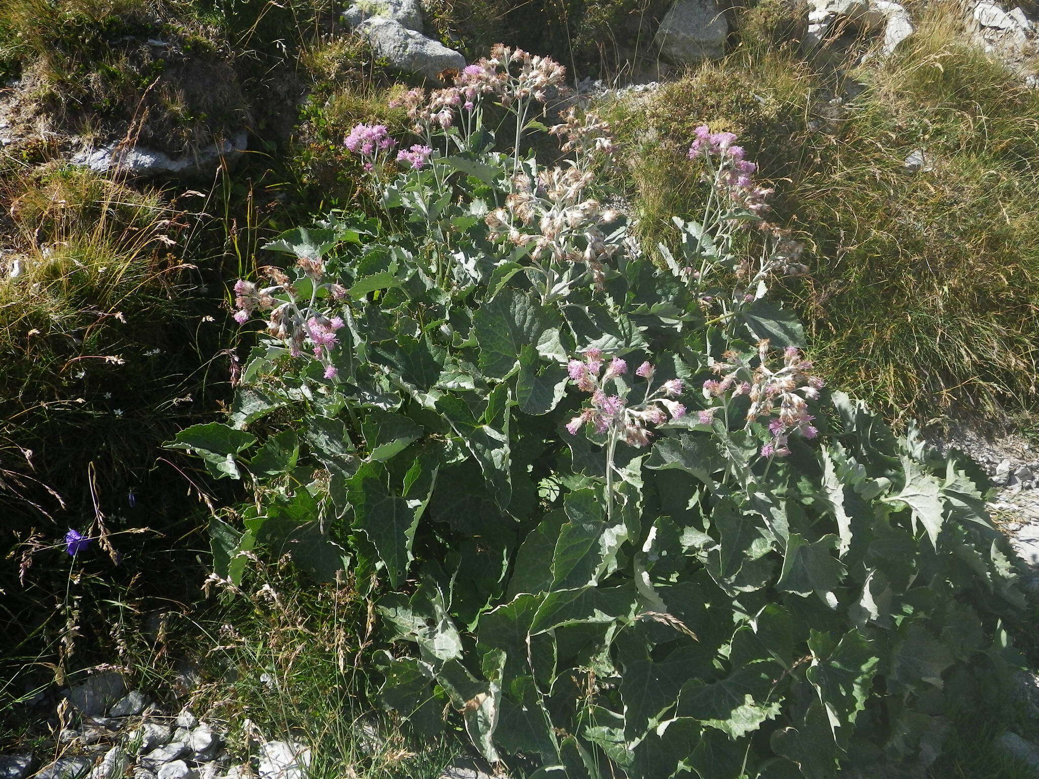 Plancia ëd Adenostyles leucophylla (Willd.) Rchb.