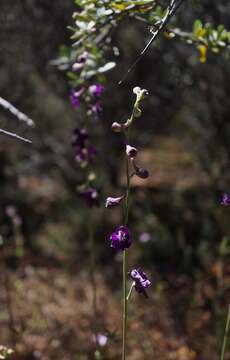 Delphinium hansenii subsp. ewanianum M. J. Warnock的圖片