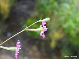 صورة Silene scabriflora Brot.