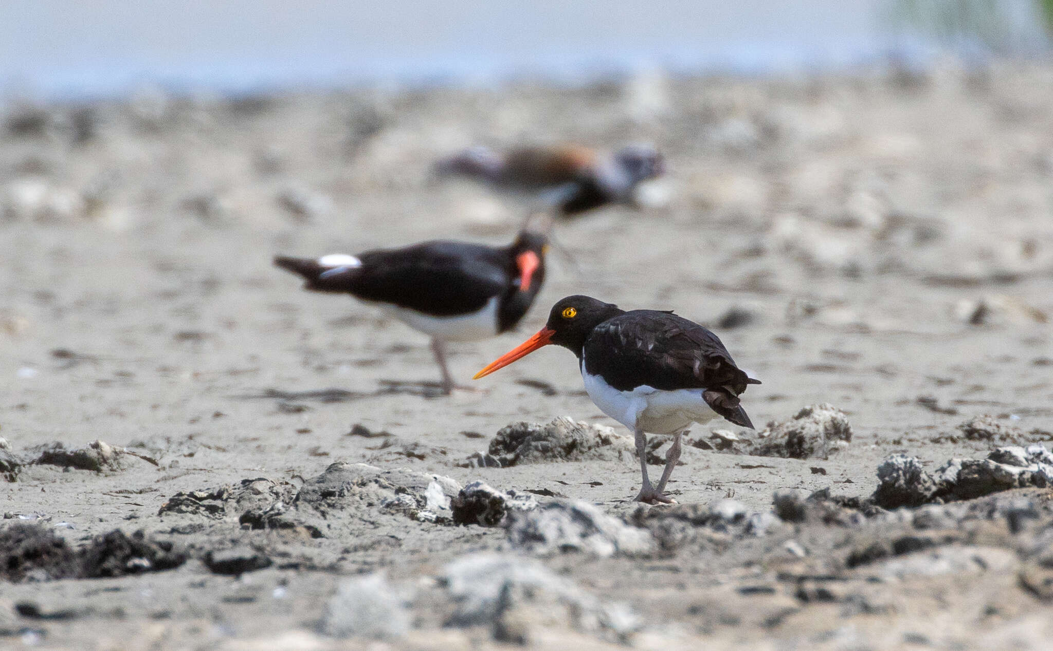 Image of Magellanic Oystercatcher