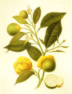 Image of Citrus × aurantium