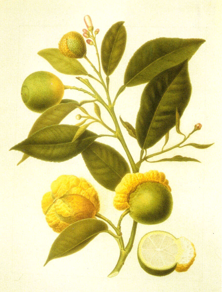 Image of Citrus × aurantium